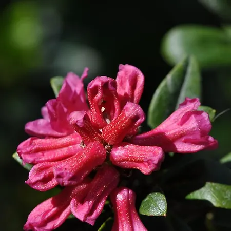 Hof Erath مزرعة للإقامة Au (Bregenz)